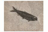 Detailed Fossil Fish (Knightia) - Wyoming #211173-1